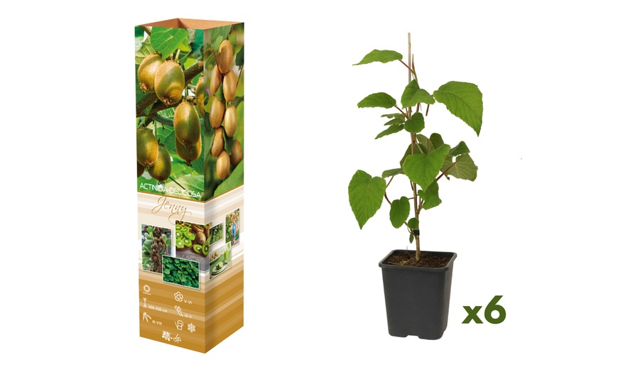 Image 4: Plants de kiwis Actinidia deliciosa "Jenny" 