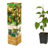 Image 4: Plants de kiwis Actinidia deliciosa "Jenny" 