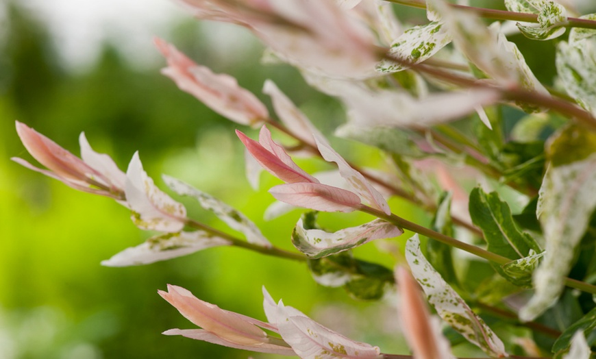 Image 6: Two Rootz Salix Flamingo Potted Plants