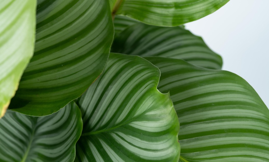 Image 2: Plante "Calathea"