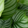Image 2: Plante "Calathea"