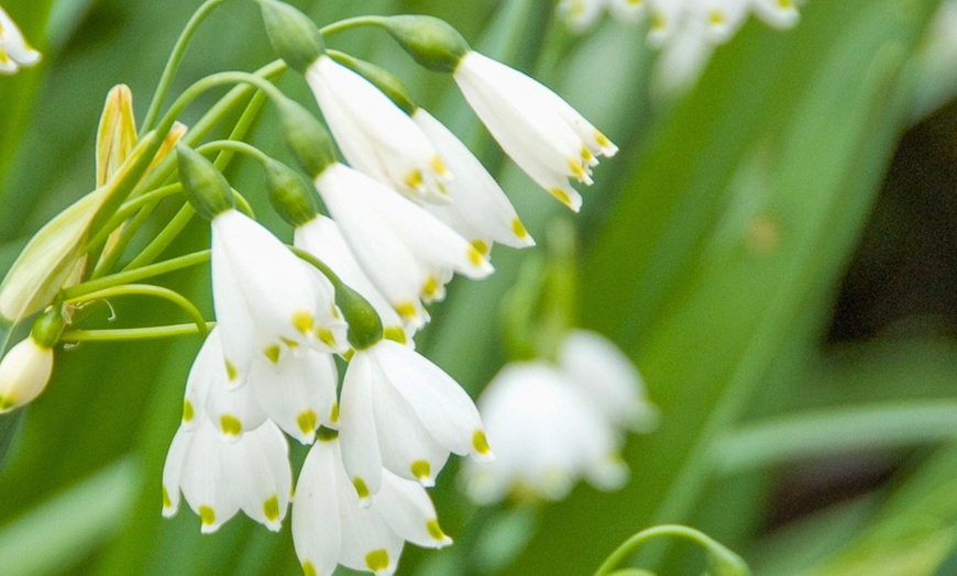Image 1: 20 o 40 bulbi di Leucojum aestivum