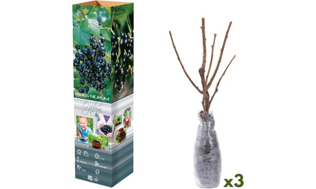 groupon 3er-Set schwarze Johannisbeerpflanzen Ribes nigrum, Black