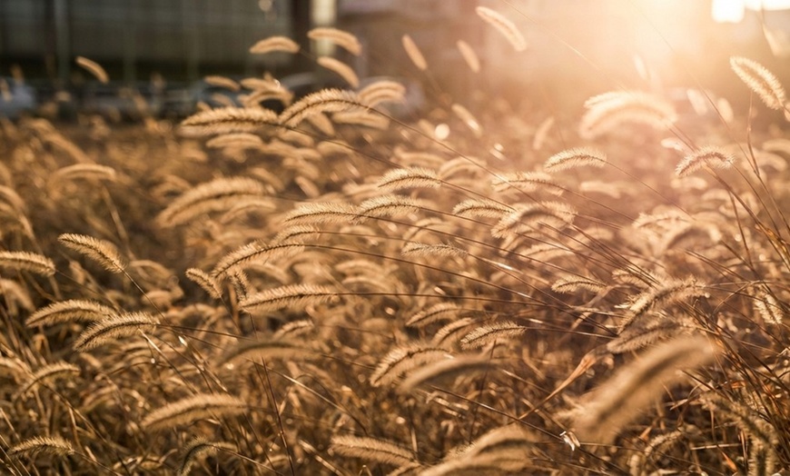 Image 4: Pack di fiori per aiuola di NatureNest
