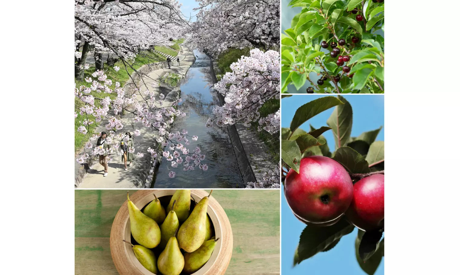 Set de 3 árboles frutales: Manzano, Peral y Cerezo