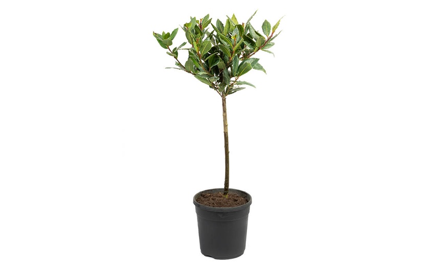 Image 4: YouGarden Two-Pack Easy Care Standard Bay Trees with Tulipa Planters