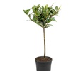 Image 4: YouGarden Two-Pack Easy Care Standard Bay Trees with Tulipa Planters