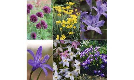 Groupon Unisex Blue Thompson & Morgan Spring Flowering Bulb Collection: 600 Bulbs