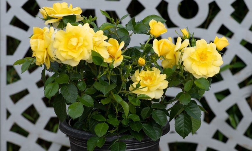 Image 4: Rose 'Isn't She Wonderful' - 1 or 2 Potted Plants