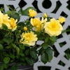 Image 4: Rose 'Isn't She Wonderful' - 1 or 2 Potted Plants