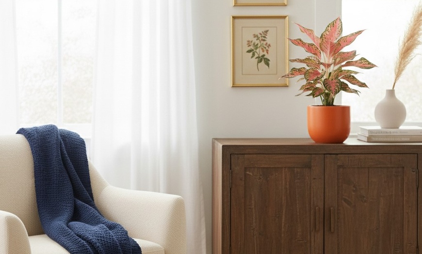 Image 3: Lady Valentine Plant Deal: Up to 28% Off Indoor Plant with Free Shipping