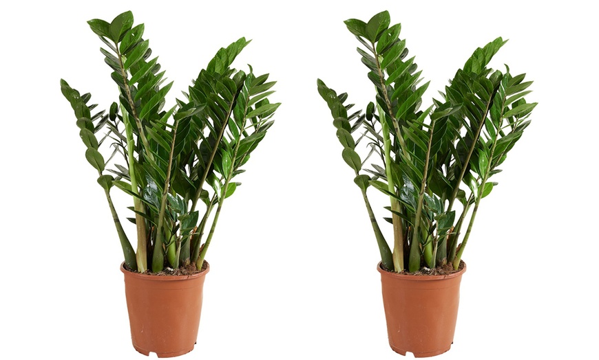 Image 8: 1 o 2 piante di Zamioculcas
