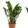 Image 8: 1 o 2 piante di Zamioculcas