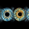 Image 9: Capture your Iris Photo Beautifully!