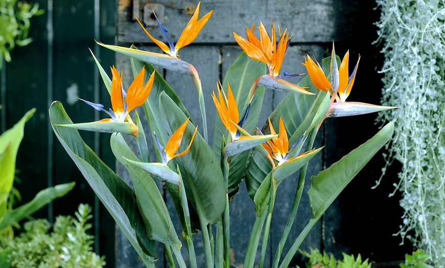 Image 2: 3 o 6 piante di Strelitzia Uccello del Paradiso