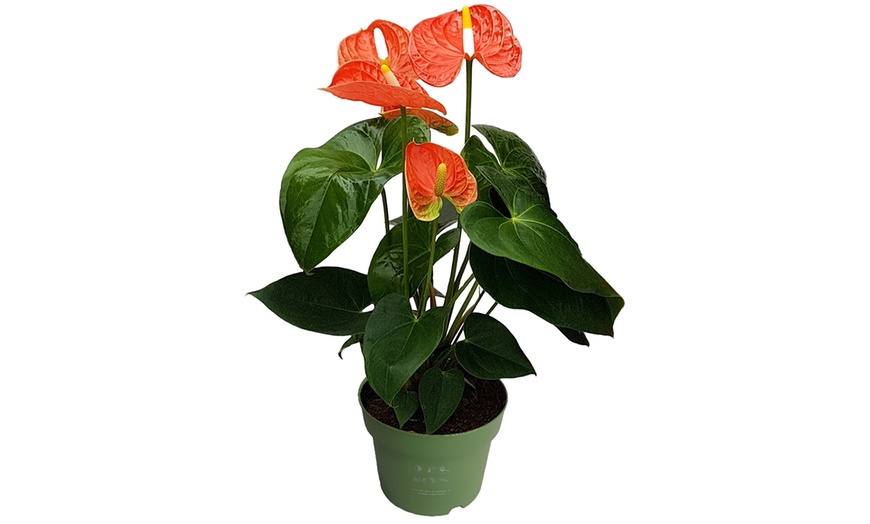 Image 8: Rootz — Plante d'intérieur tropicale Anthurium
