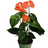 Image 8: Rootz — Plante d'intérieur tropicale Anthurium