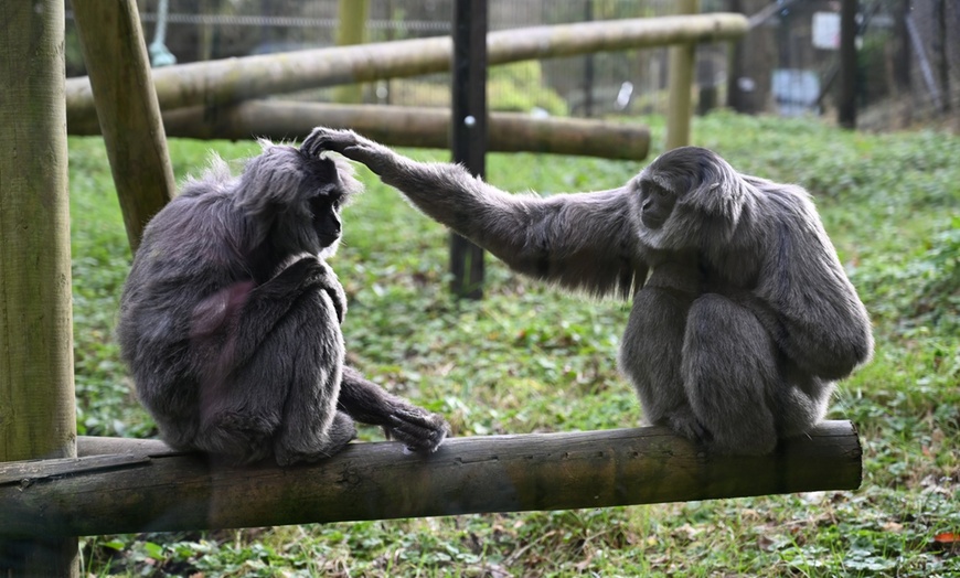 Image 10: General Admission to Belfast Zoo For Child, Adult, or Family 