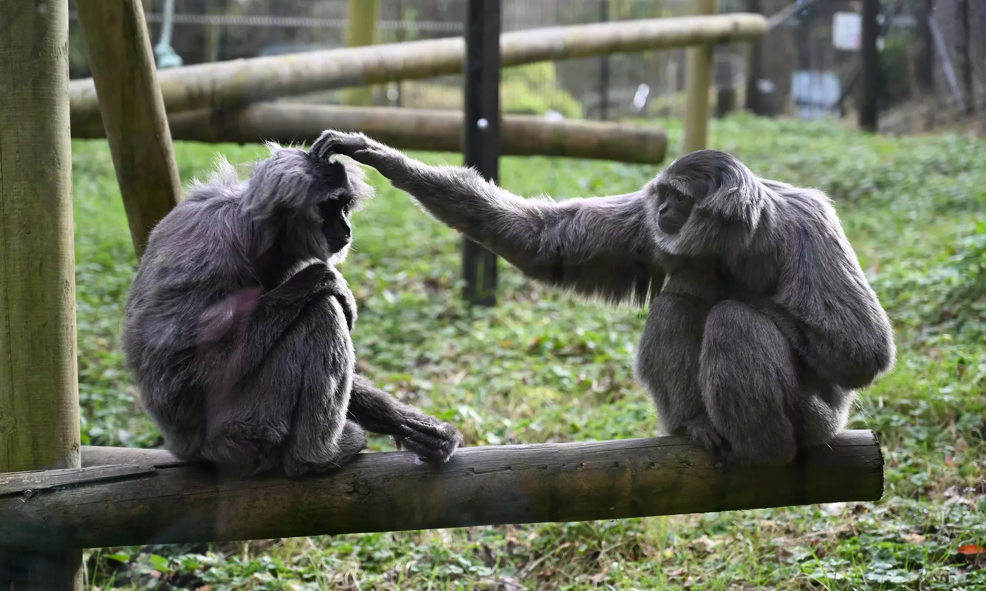 General Admission to Belfast Zoo For Child, Adult, or Family