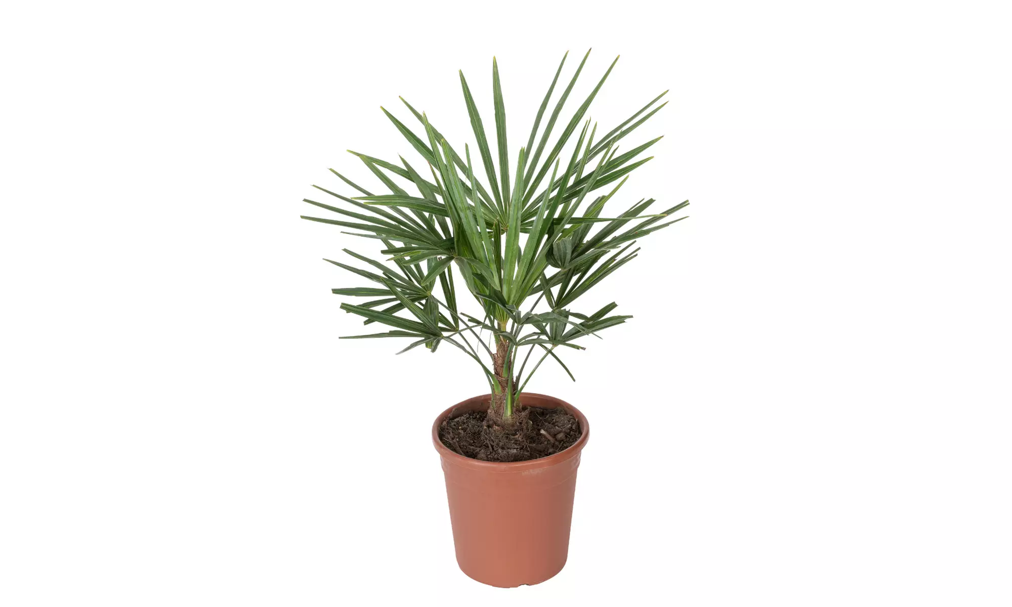 1 ou 2 palmiers "Trachycarpus fortunei" de Gardenzo