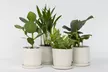 4er-Set Zimmerpflanzen – Areca, Asplenium, Clusia & Musa - Second Medium