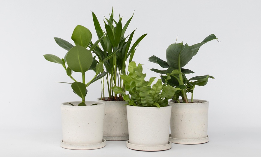 Image 2: Assortiment de plantes d'intérieur 
