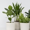 Image 2: 4er-Set Zimmerpflanzen – Areca, Asplenium, Clusia & Musa