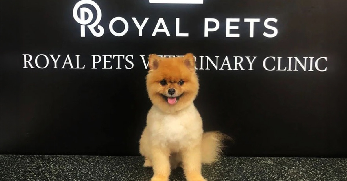 Get Premium Full Grooming For Cats Or Dogs Under Or Over 10kg Get Premium Full Grooming For Cats Or Dogs Under Or Over 10kg
