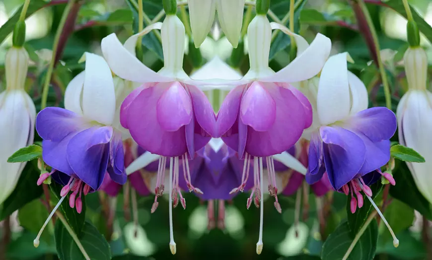 Image 4: 3, 9 or 18 Fuchsia Hardy Collection Postiplugs 