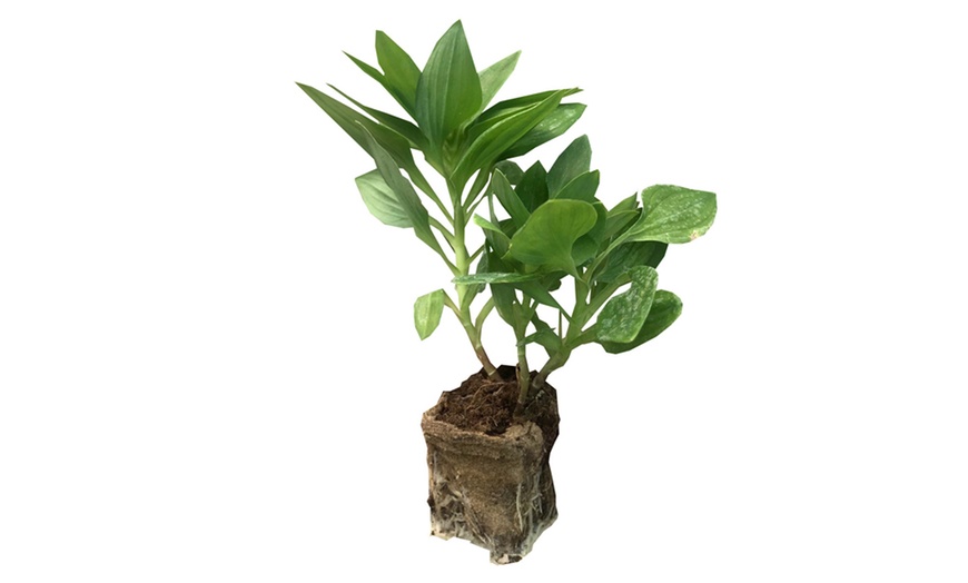 Image 15: Summer Flowering Alstroemeria Collections