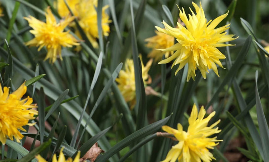 Image 4: 25 or 50 Narcissus 'Rip van Winkle' Spring Flowering Bulbs