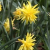 Image 4: 25 or 50 Narcissus 'Rip van Winkle' Spring Flowering Bulbs