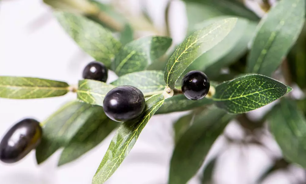 Artificial Plants and Trees - Bamboo, Ficus, Olive and Palm