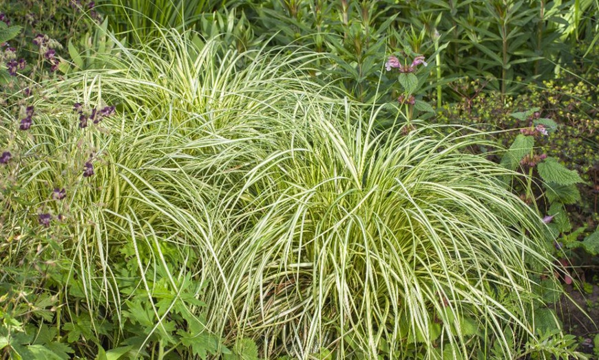 Image 5: Carex 'Moon Falls' - 1, 2 or 3 potted Plants 