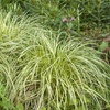 Image 5: Carex 'Moon Falls' - 1, 2 or 3 potted Plants 