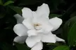 Gardenia Flowering Shrubs - Fragrant, Showy White Blooms, Hardy & Low-Maintenance Outdoor Plants, Free Shipping (Up to 15% Off) - Second Medium