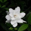 Image 5: Gardenias in Quart, 1 Gallon, and 3 Gallon Sizes with Free Shipping (Up to 24% Off)