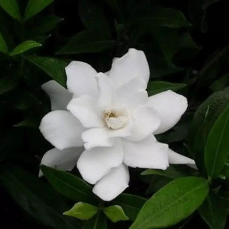 Gardenias in Quart, 1 Gallon, and 3 Gallon Sizes with Free Shipping (Up to 15% Off)