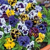 Image 15: 15 Mixed Garden Ready Summer Bedding Plant Collection