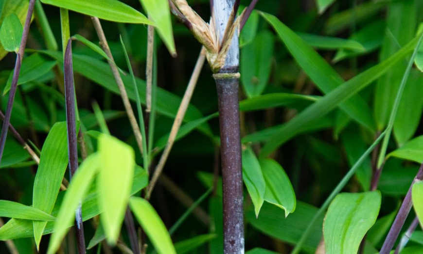 Image 2: Up to Three Bamboo 'Black Dragon' 10cm Potted Plants