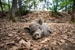 Entrée enfant, adulte ou pack familial au Parc’Ours, parc animalier nature dans les Pyrénées - Image 3