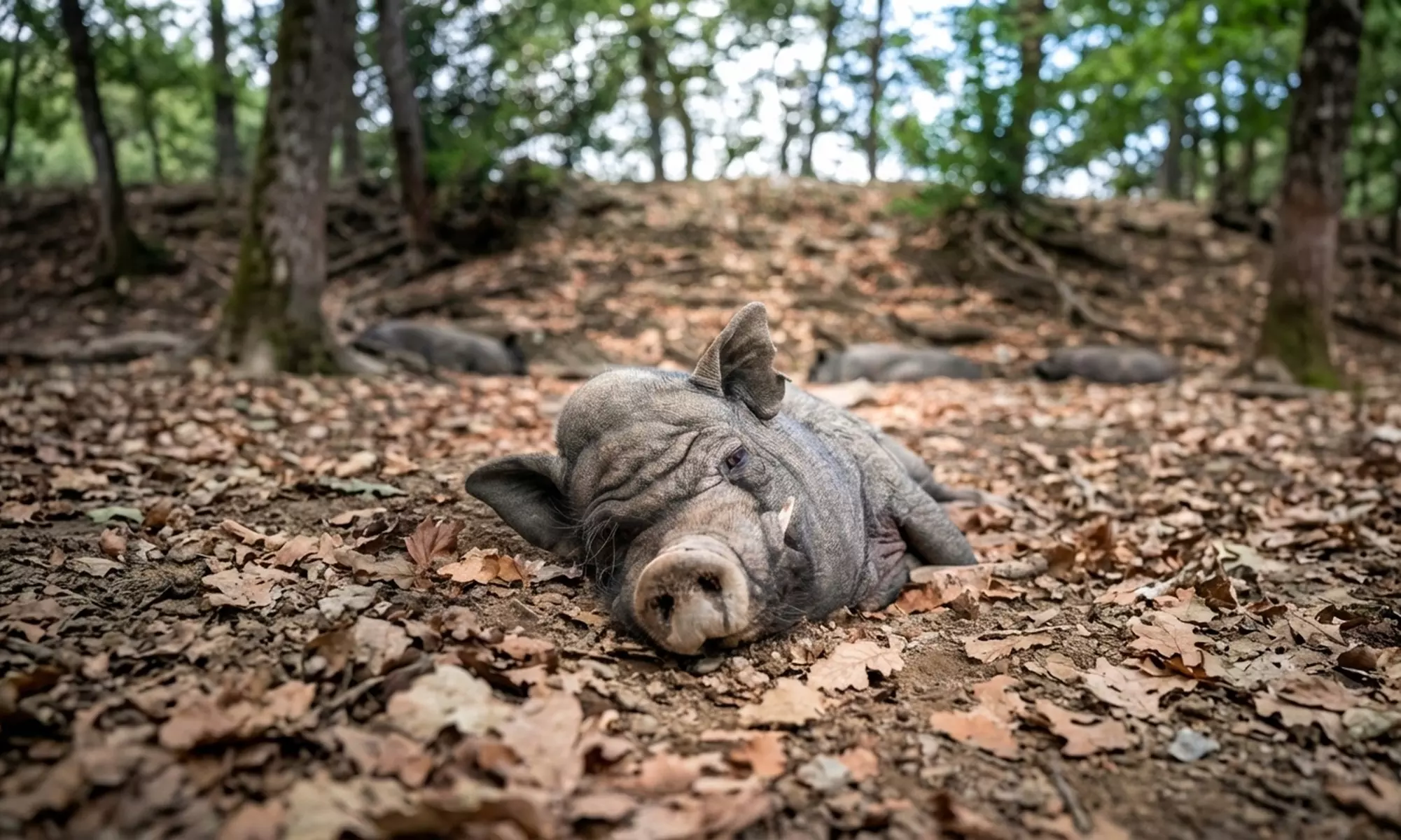 Entrée pour le Parc’Ours : balade nature et animaux des Pyrénées