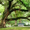 Image 15: New Orleans City, Cemetery, Garden District, Swamp & Plantation Tours