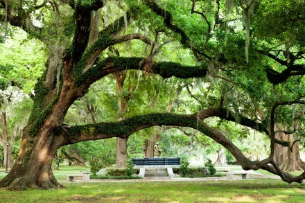 Swamp and Bayou Boat Tour - Tour Only - For 1 - Gray Line Tours NOLA