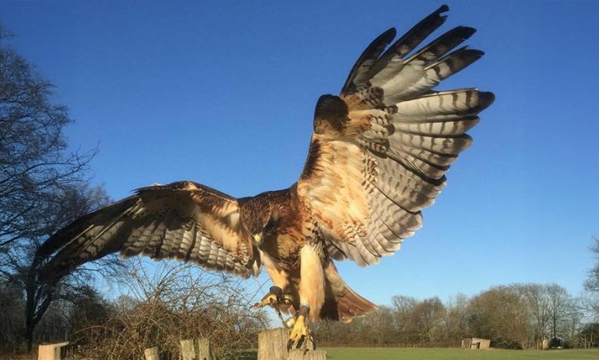 Image 2: Ultimate Birds of Prey Experience at Willows Wildlife Trail, Kent