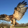 Image 2: Ultimate Birds of Prey Experience at Willows Wildlife Trail, Kent