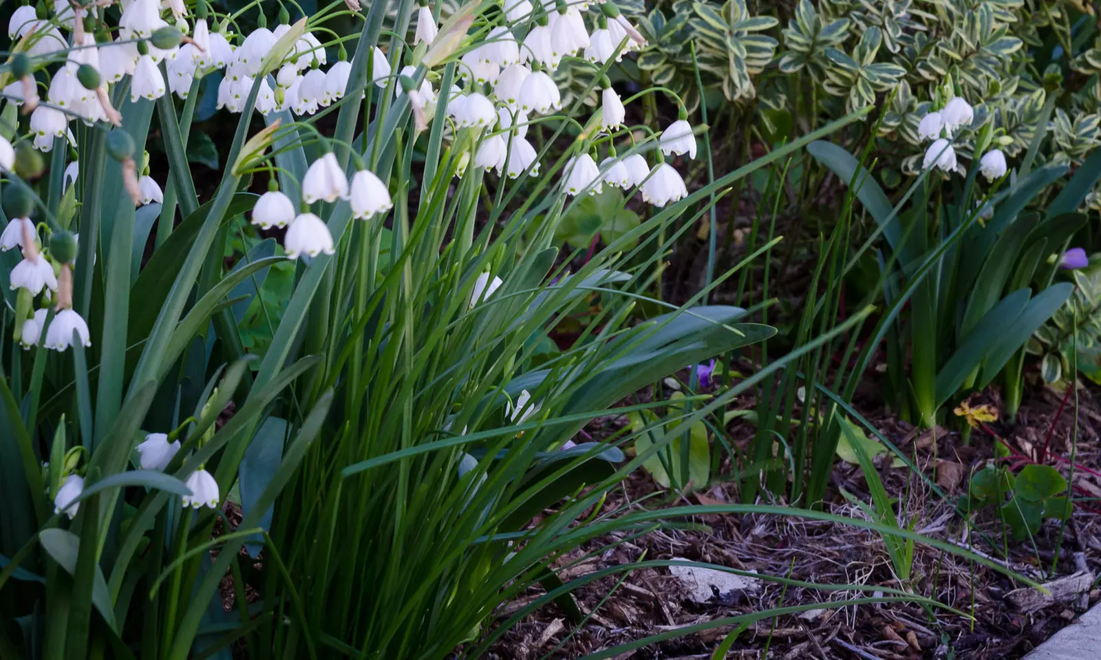 Leucojum Summer Snowflake Bulbs (10-Pack) - Second Medium