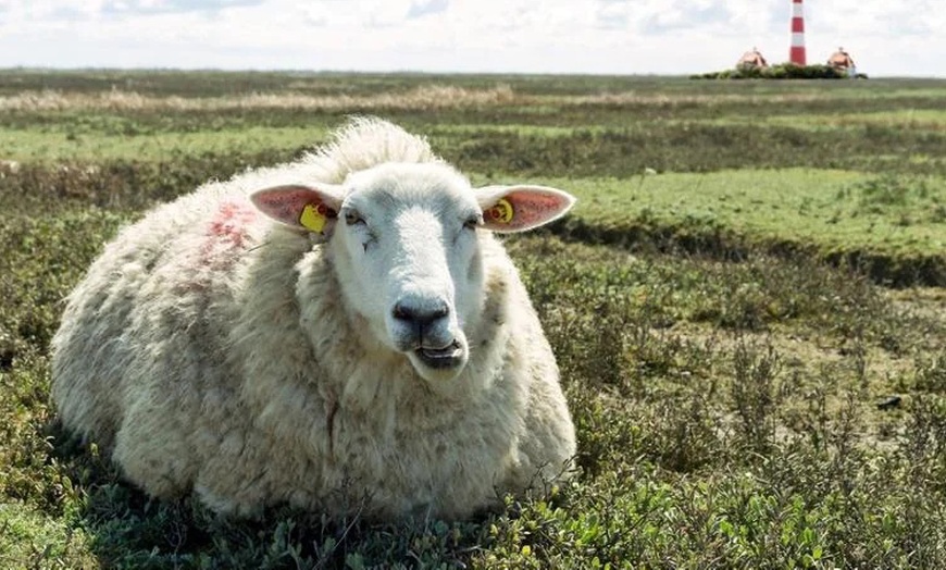 Image 14: Tönning: 2-5 Nächte mit Frühstück, Early Check-in & Late Check-out