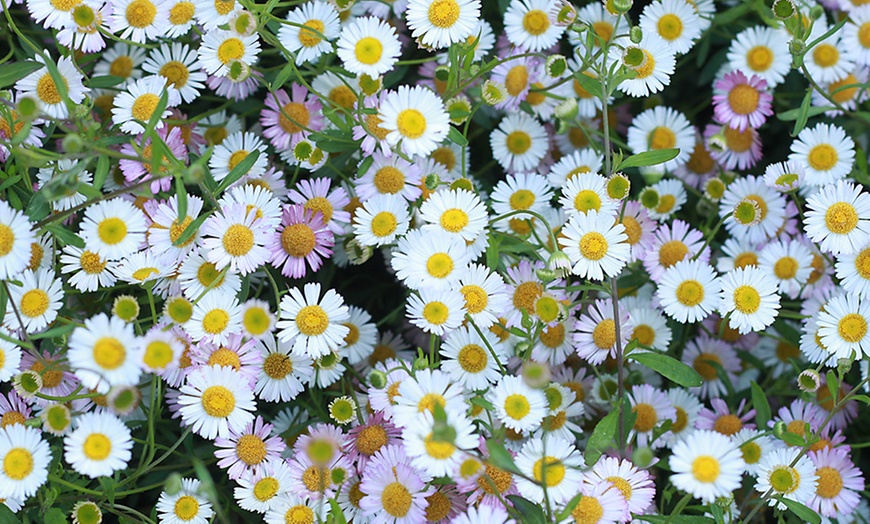 Image 2: 10 or 20 Erigeron Sea of Blossom Garden-Ready Plants