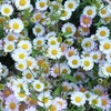 Image 2: 10 or 20 Erigeron Sea of Blossom Garden-Ready Plants